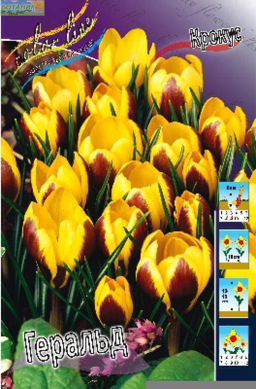 Купить оптом в Ботанике Крокус Геральд 8 шт