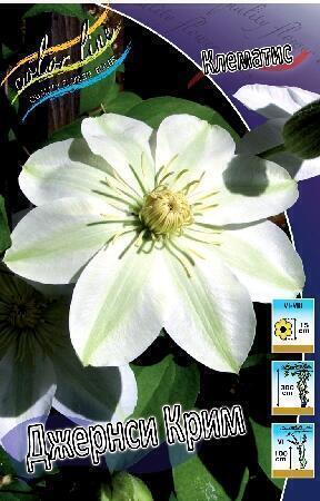 Купить оптом в Ботанике Клематис Джернси Крим 2 шт