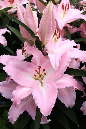 Купить оптом в Ботанике Лилия Стаарабу 7 шт