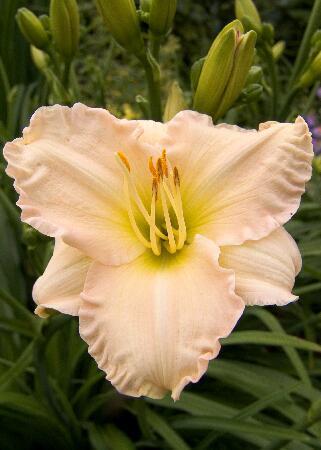 Купить оптом в Ботанике Лилейник Луллаби Бэйби 1шт