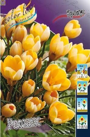 Купить оптом в Ботанике Крокус Романс 10шт