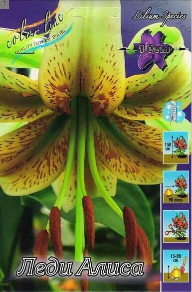 Купить оптом в Ботанике Лилия Леди Алиса 25 шт