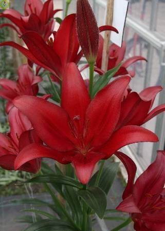 Купить оптом в Ботанике Лилия Пинето 5 шт 