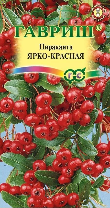Купить оптом в Ботанике семена Пираканта Ярко-красная Гав бренд Гавриш