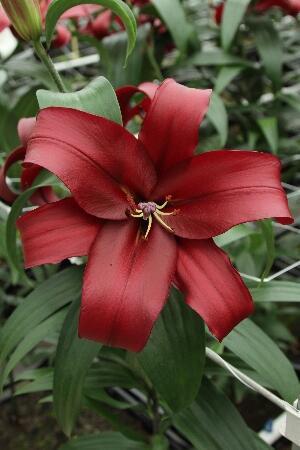 Купить оптом в Ботанике Лилия Формия 7 шт