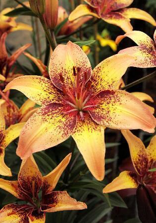 Купить оптом в Ботанике Лилия Трипл Данс 5 шт