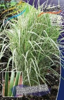 Купить оптом в Ботанике Мискантус Вариегата 2 шт