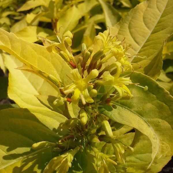 Купить оптом в Ботанике Диервилла приречная Ханиби Р9