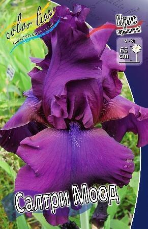 Купить оптом в Ботанике Ирис Салтри Моод 2 шт
