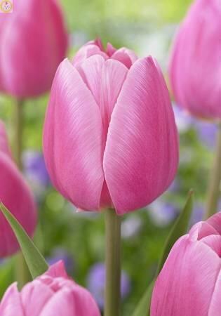 Купить оптом в Ботанике Тюльпан Лима 10 шт