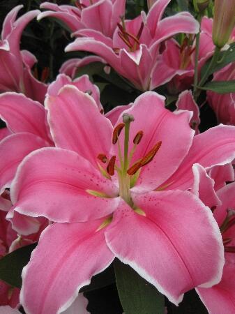 Купить оптом в Ботанике Лилия Марлон 10 шт