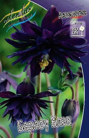 Купить оптом в Ботанике Аквилегия Барлоу блэк 5 шт