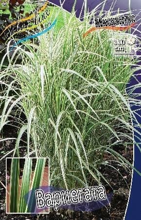 Купить оптом в Ботанике Мискантус Вариегата 50шт