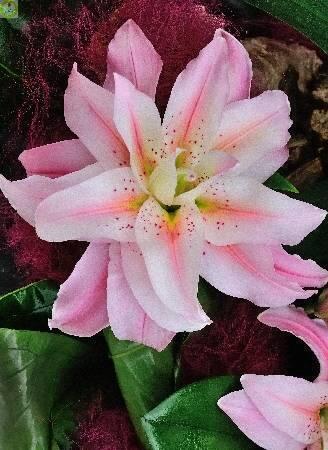 Купить оптом в Ботанике Лилия Фелиция 12/14 25шт