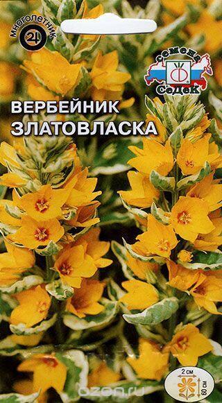 Купить оптом в Ботанике семена Вербейник Златовласка Сед бренд СеДеК