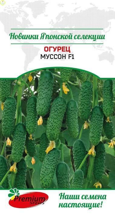Купить оптом в Ботанике семена Огурец Муссон F1 ПС бренд Премиум Сидс