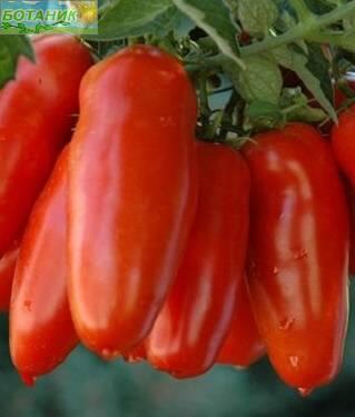 Купить оптом в Ботанике семена Томат Банан красный ЗС бренд Золотая сотка