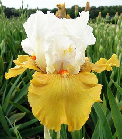 Купить оптом в Ботанике Ирис Йес 2 шт