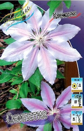 Купить оптом в Ботанике Клематис Симпатиа 2 шт