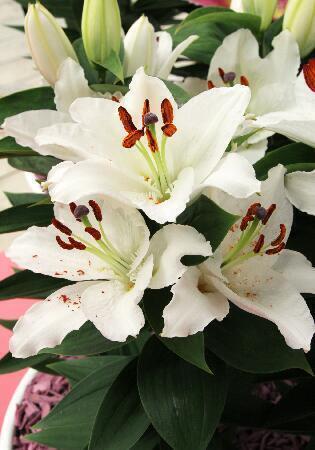 Купить оптом в Ботанике Лилия Шер Блонд 5 шт