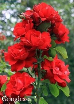 Купить оптом в Ботанике Роза Грандесса 1 шт плетистая