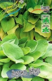 Купить оптом в Ботанике Хоста Аугуст Мун 1 шт