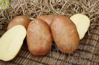 Купить оптом в Ботанике Картофель семенной Краса Э 1кг (мешки 25-30кг)+/-2%