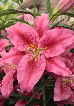 Купить оптом в Ботанике Лилия Пурпл Флаг 7 шт