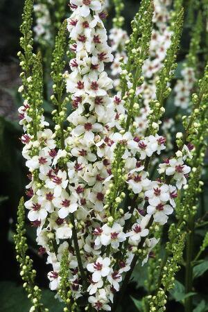 Купить оптом в Ботанике Вербаскум Милкшейк 1 шт