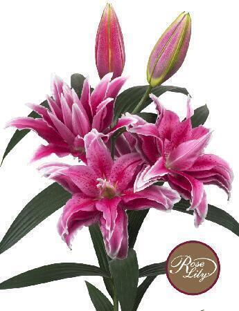 Купить оптом в Ботанике Лилия Татьяна 5 шт