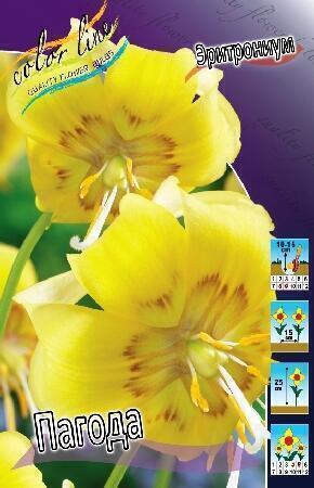 Купить оптом в Ботанике Эритрониум Пагода 50 шт 