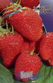 Купить оптом в Ботанике Земляника садовая Кент 5 шт