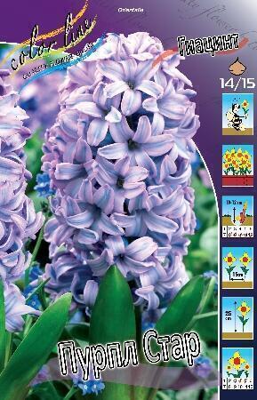 Купить оптом в Ботанике Гиацинт Пурпл Стар 5 шт