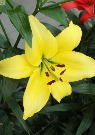 Купить оптом в Ботанике Лилия Йеллоу Пауэр 3 шт