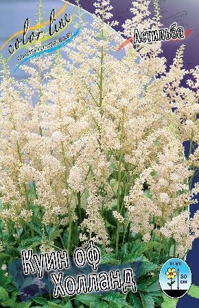 Купить оптом в Ботанике Астильба Куин Оф Холланд 2 шт