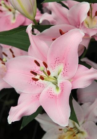 Купить оптом в Ботанике Лилия Компаньон 5 шт