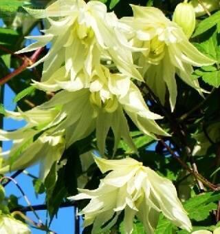 Купить оптом в Ботанике Клематис Атрагене Лемон Дрим Р9