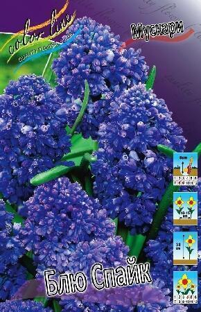 Купить оптом в Ботанике Мускари Блю Спайк 10 шт