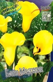 Купить оптом в Ботанике Калла Блэк Мэджик 2 шт