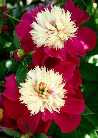 Купить оптом в Ботанике Пион Уайт Кэп 25шт