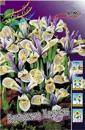 Купить оптом в Ботанике Ирис Катарина Ходкин 10шт
