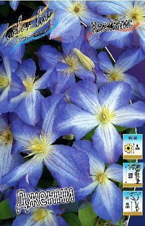 Купить оптом в Ботанике Клематис Дженни 2 шт