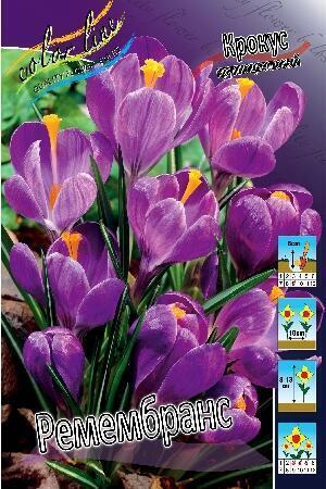 Купить оптом в Ботанике Крокус Ремембранс 10 шт