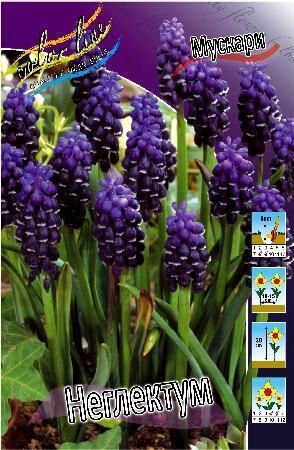 Купить оптом в Ботанике Мускари Неглектум 10 шт