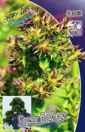 Купить оптом в Ботанике Флокс Грин Лейди 2 шт