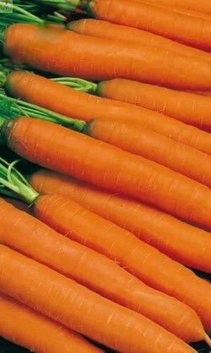 Купить оптом в Ботанике семена Морковь Тушон УД бренд Уральский дачник