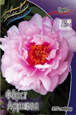 Купить оптом в Ботанике Пион Фёрст Арривал 10 шт