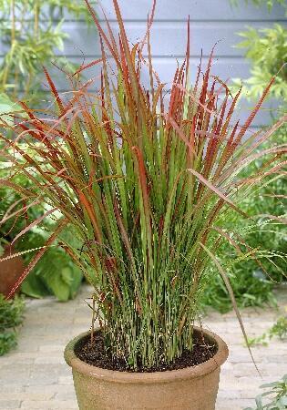 Купить оптом в Ботанике Императа Ред Барон 2 шт