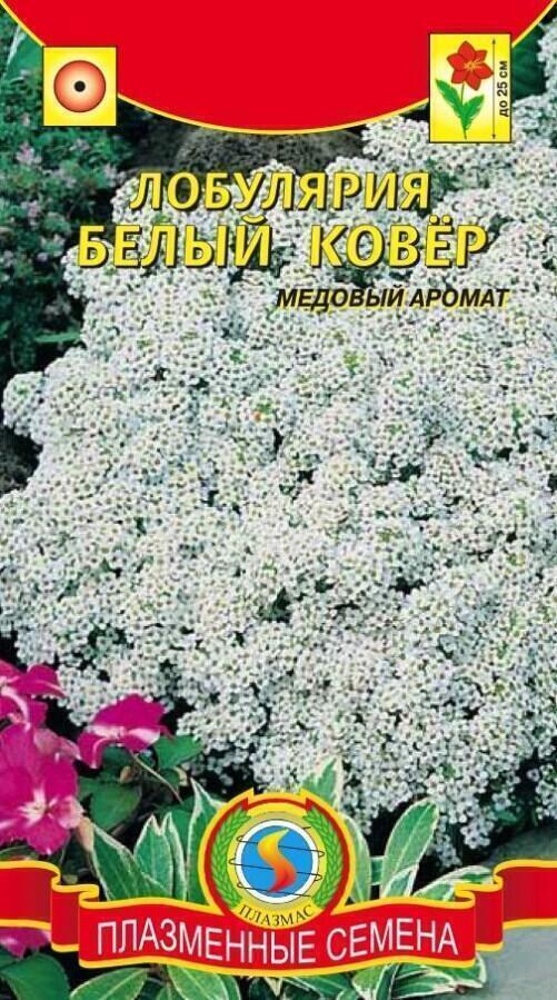 Купить оптом в Ботанике семена Лобулярия Белый ковер Плз бренд Плазмас