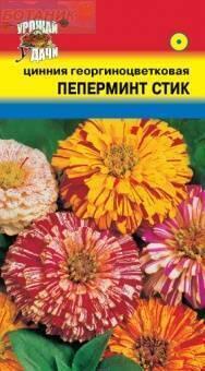 Купить оптом в Ботанике семена Цинния Пеперминт Стик УУ бренд Урожай Удачи